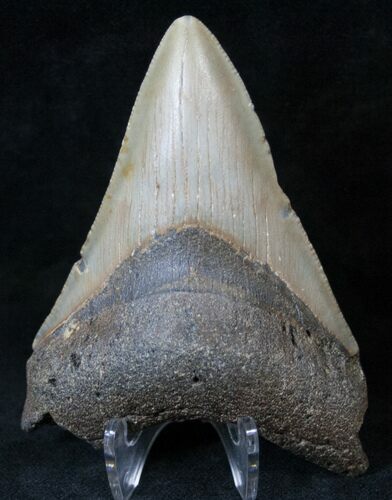 Lower Megalodon Tooth - North Carolina #14447